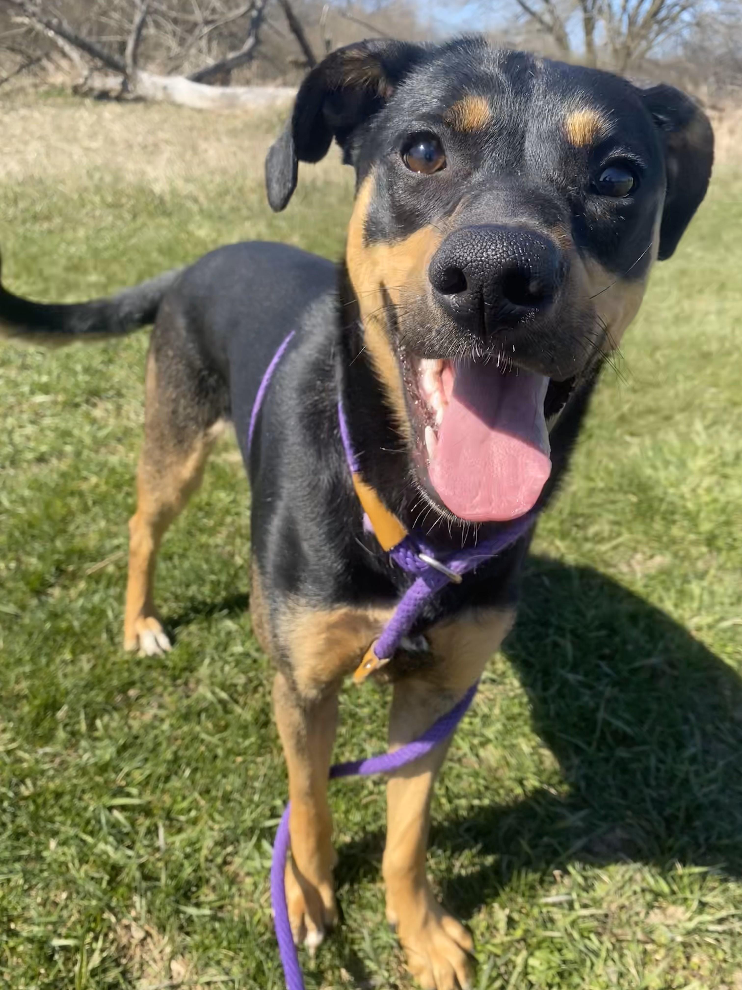 Honeybee, an adoptable Mixed Breed in Allegan, MI, 49010 | Photo Image 4