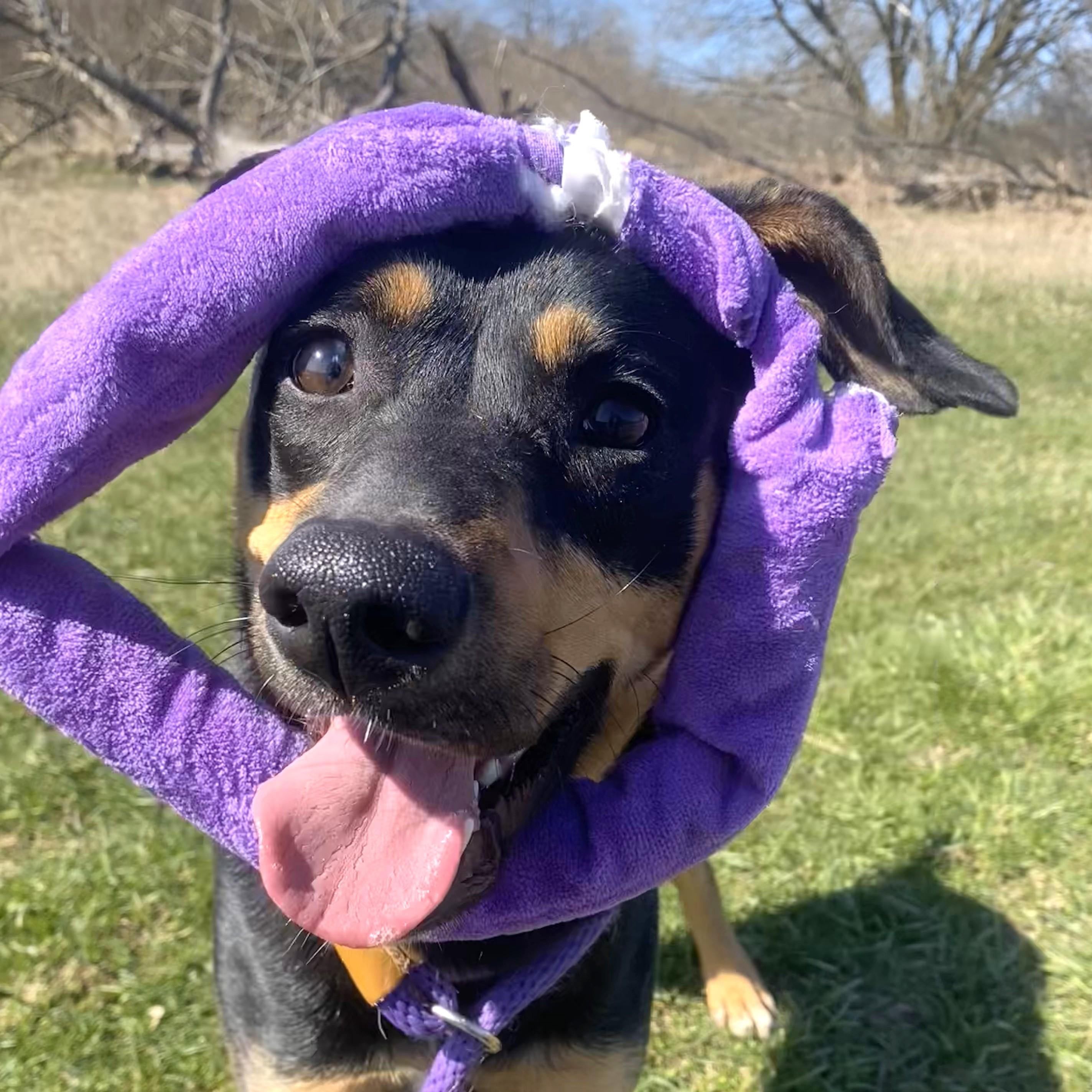 Honeybee, an adoptable Mixed Breed in Allegan, MI, 49010 | Photo Image 6