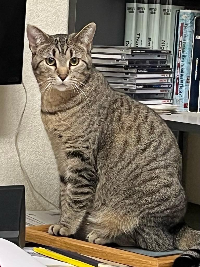 Dixie, a Adoptable Domestic Short Hair in Madison , WI image 1/4