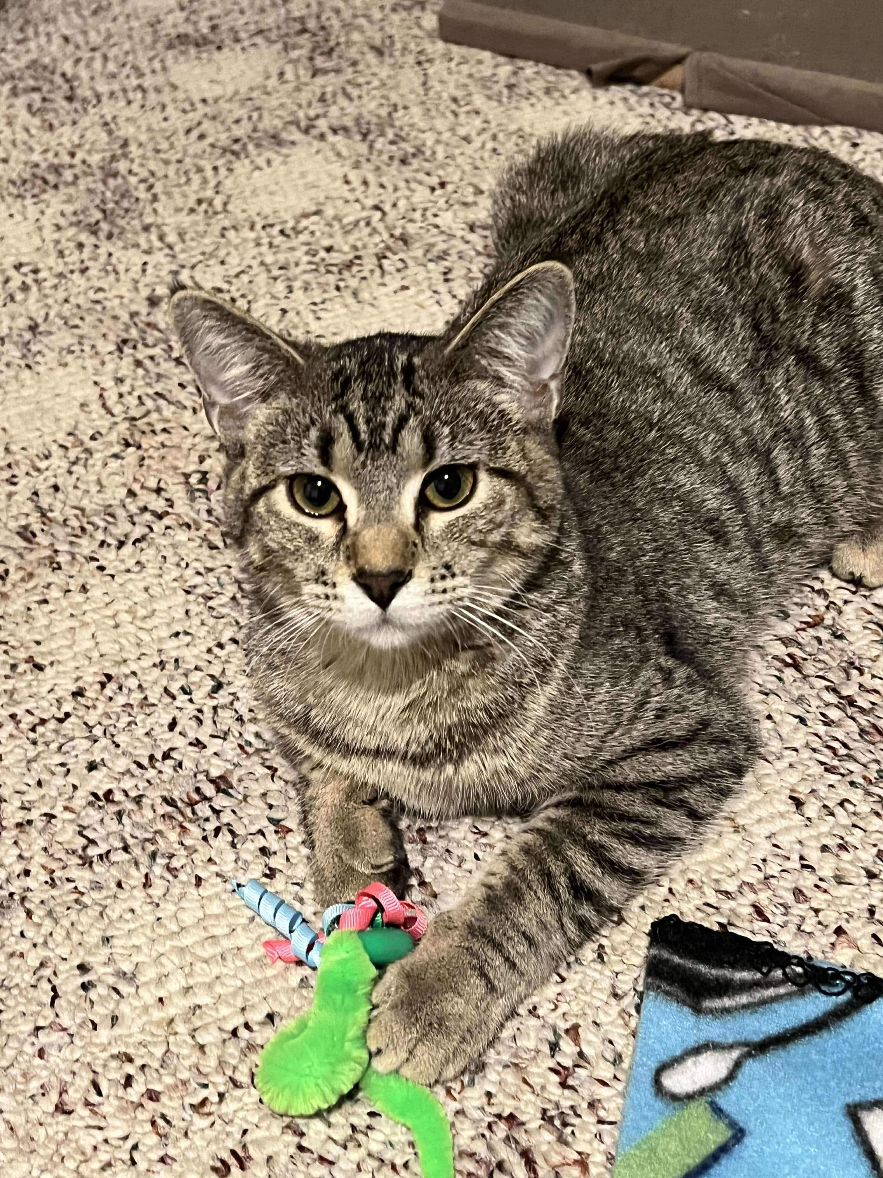 Dixie, a Adoptable Domestic Short Hair in Madison , WI image 2/4