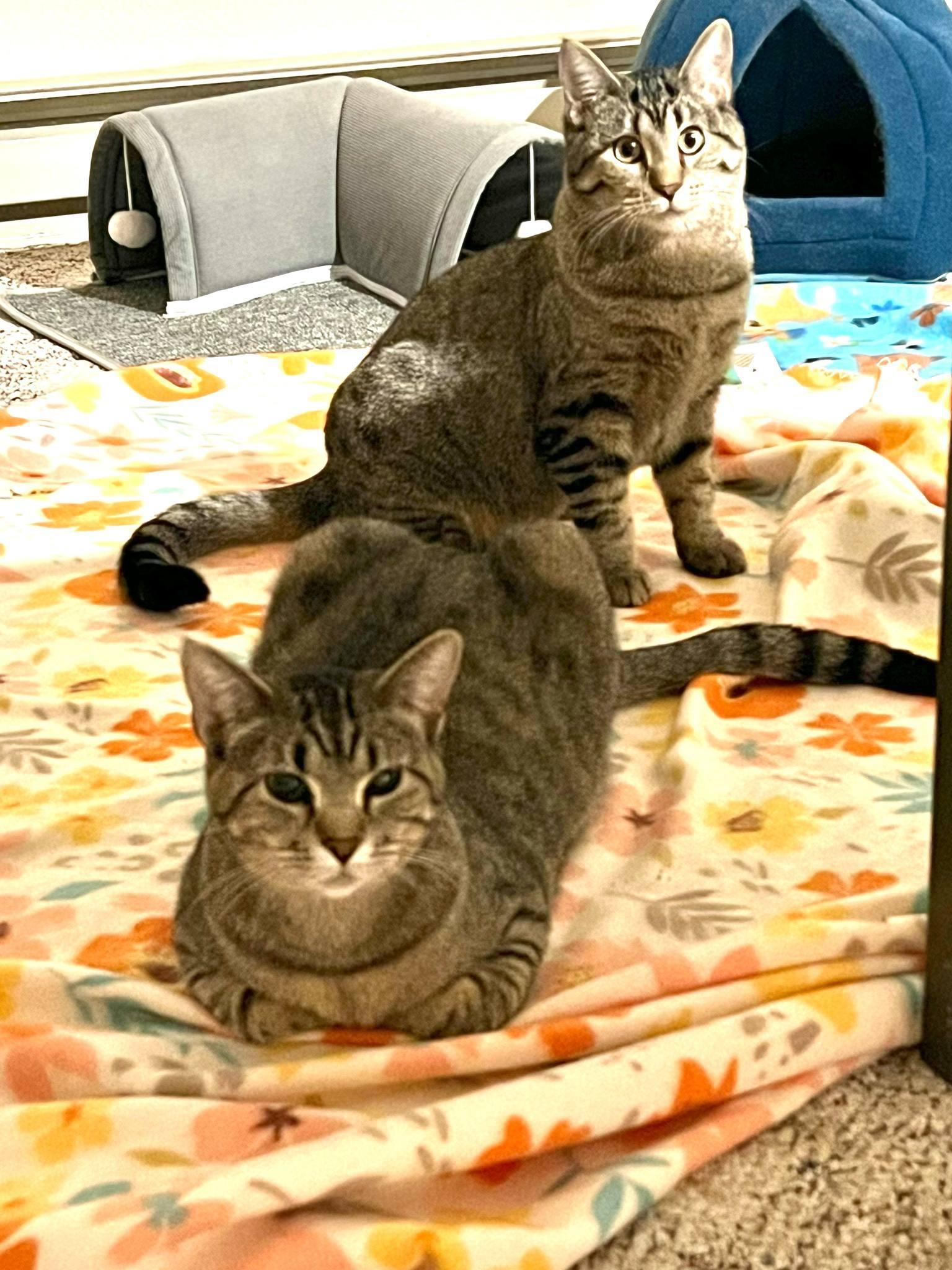 Dixie, a Adoptable Domestic Short Hair in Madison , WI image 4/4