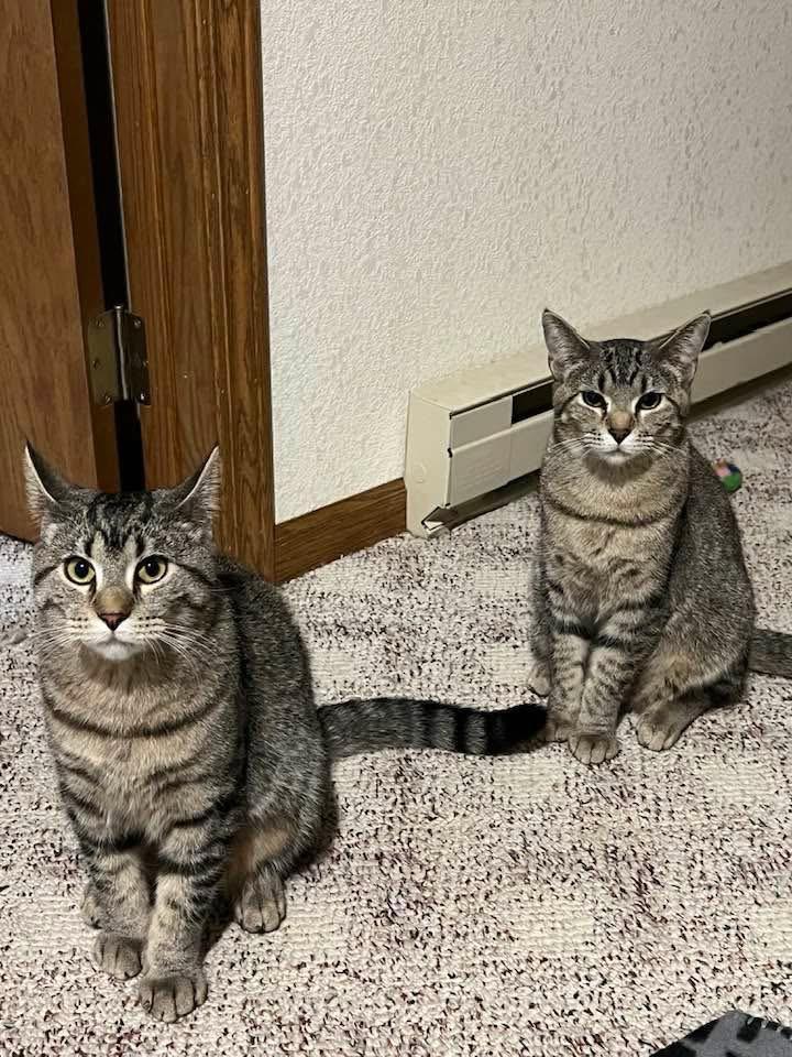 Dixie, a Adoptable Domestic Short Hair in Madison , WI image 3/4