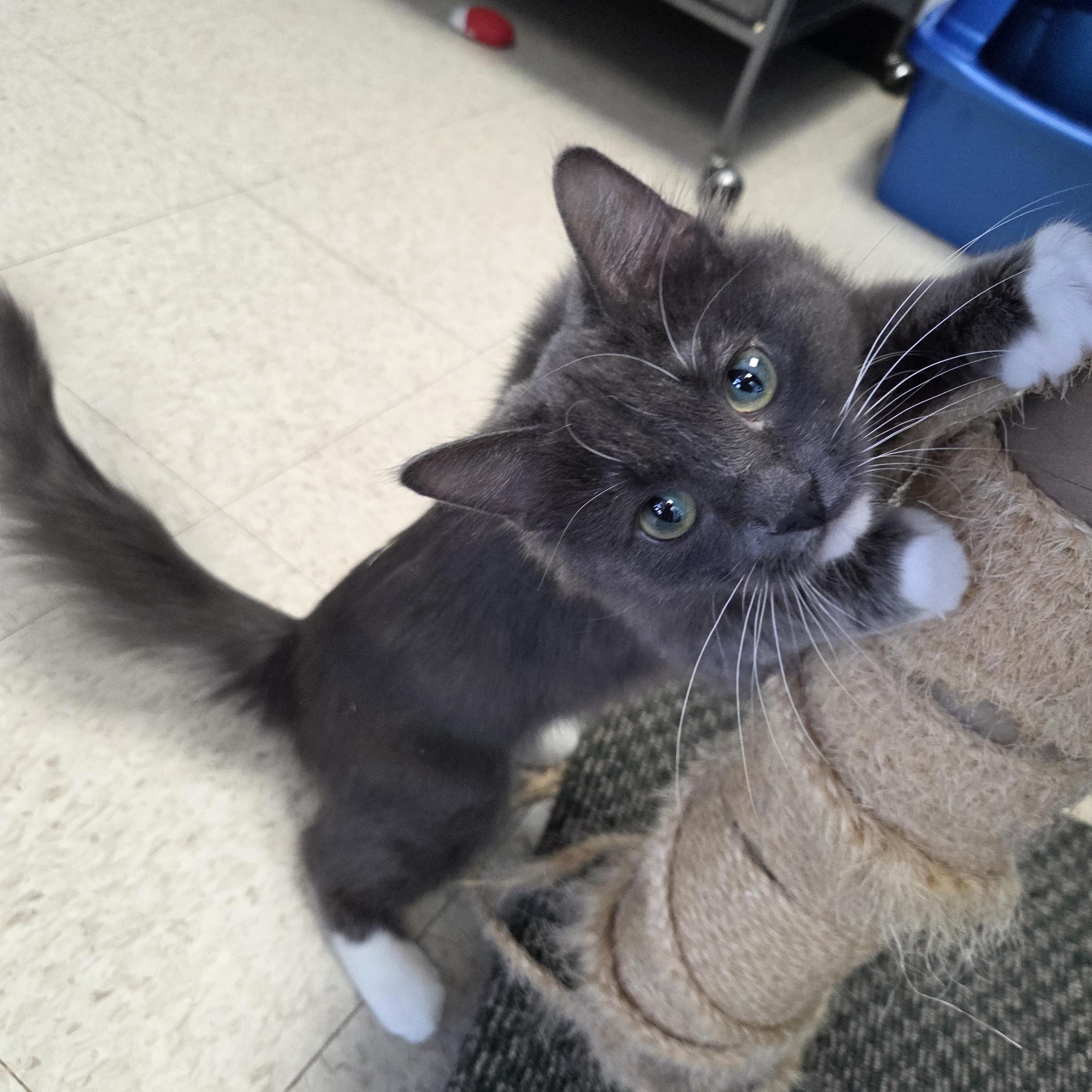 Lowha, adopted, Young Female Domestic Medium Hair.