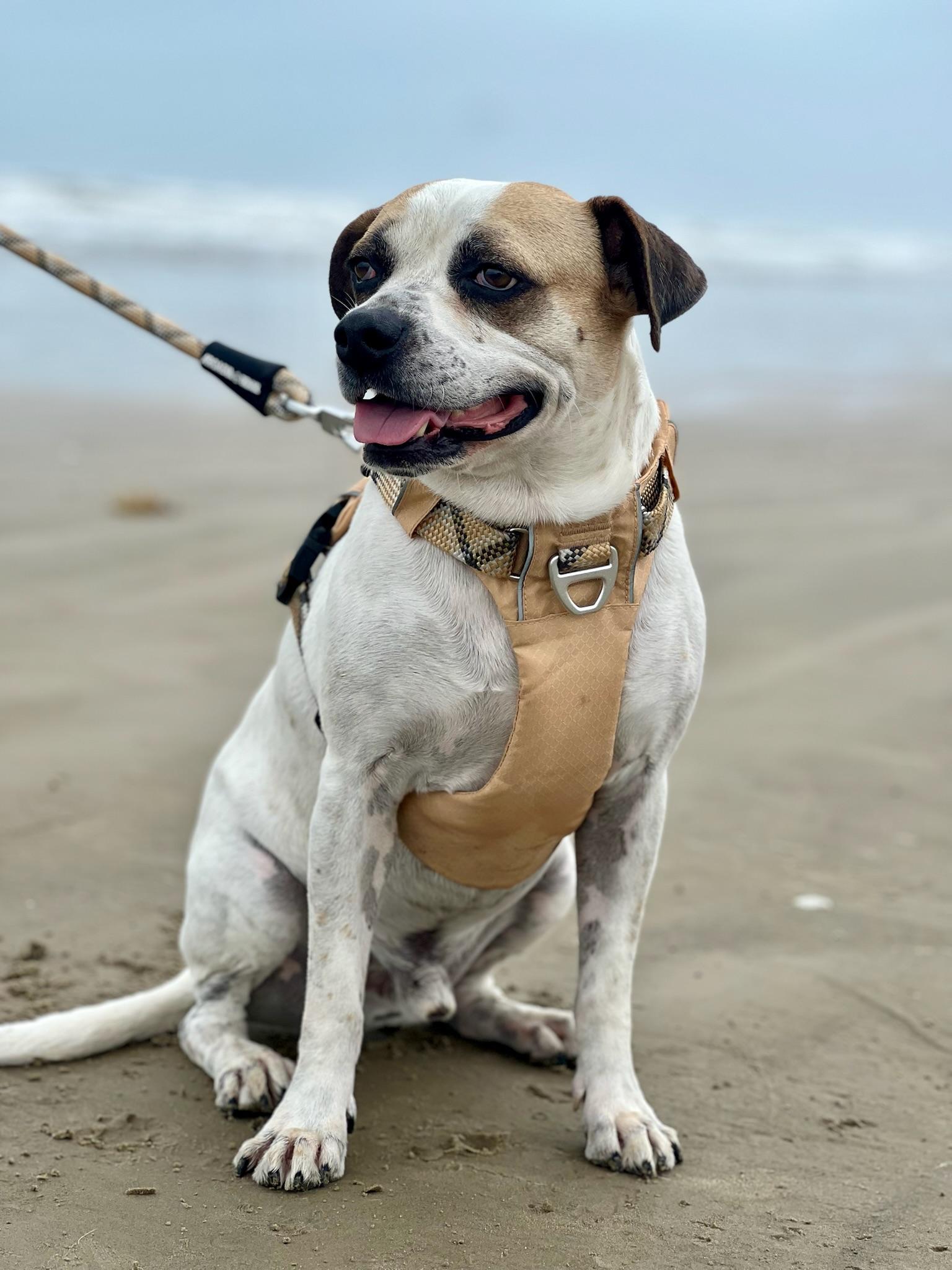 Saul Goodman, Adult Male American Bulldog