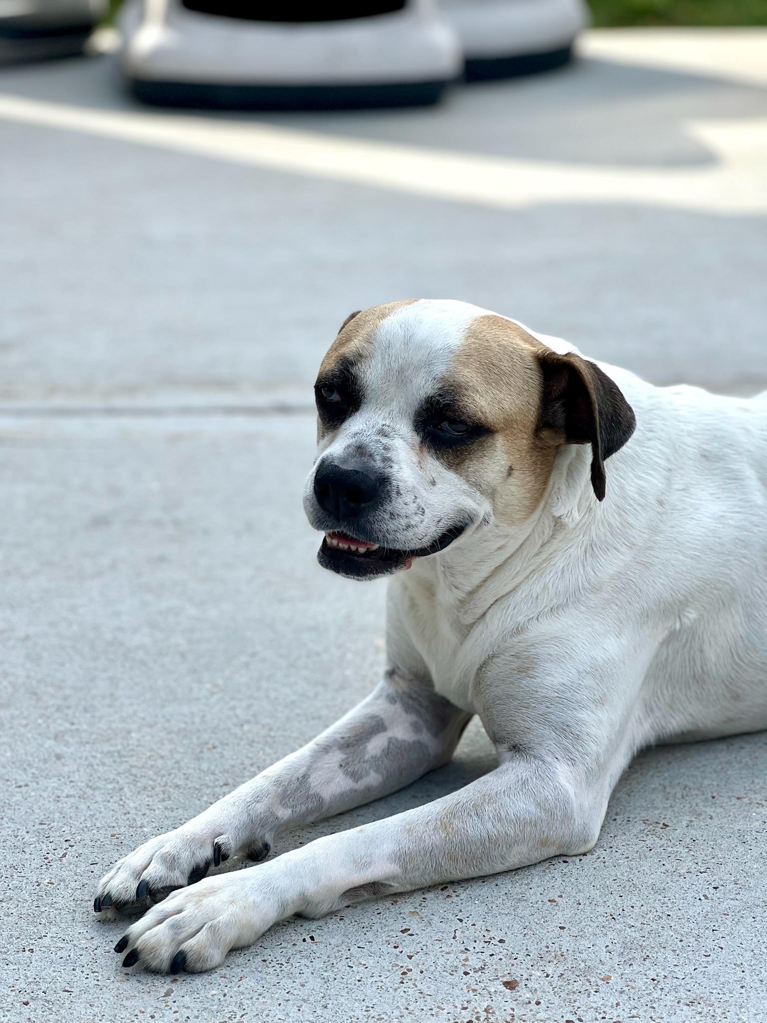Saul Goodman, a Adoptable mixed breed in Cypress, TX image 2/6