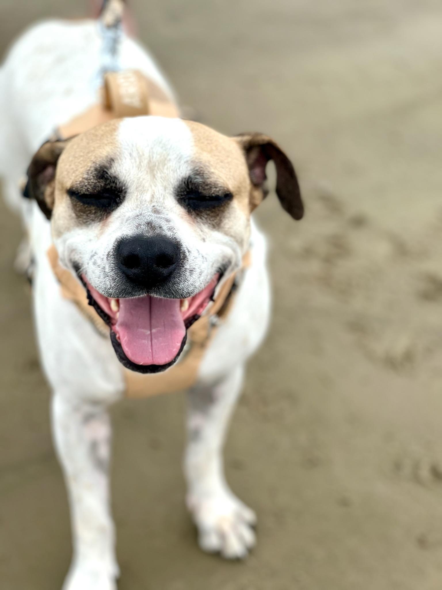 Saul Goodman, a Adoptable mixed breed in Cypress, TX image 3/6