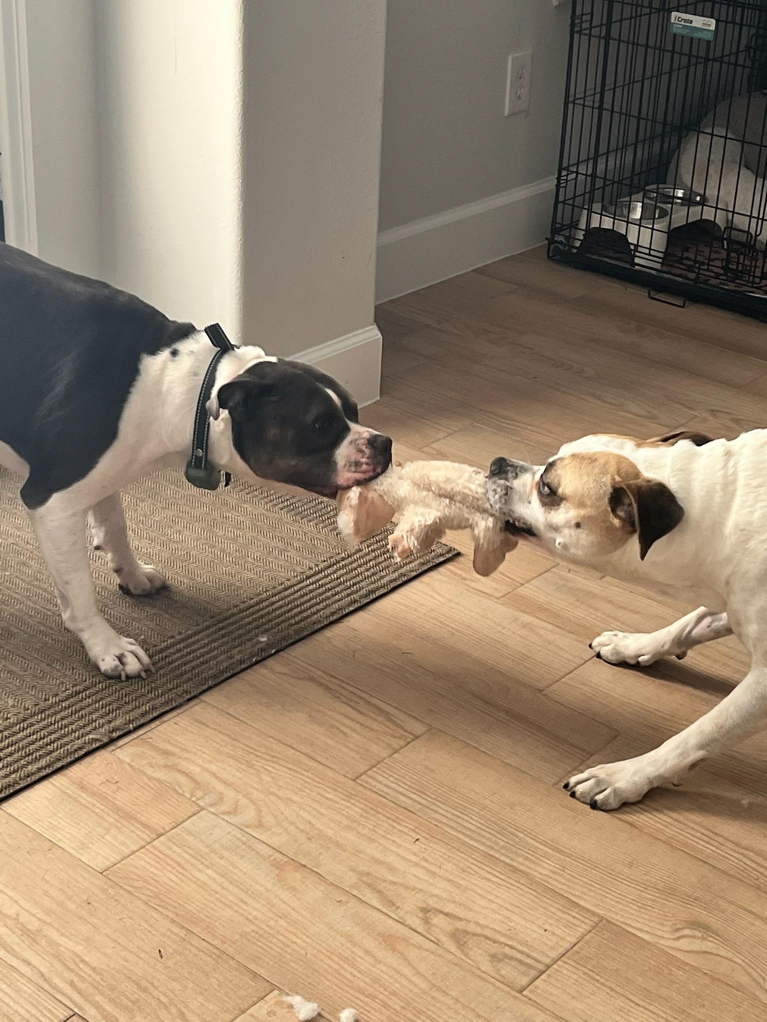 Saul Goodman, a Adoptable mixed breed in Cypress, TX image 4/6