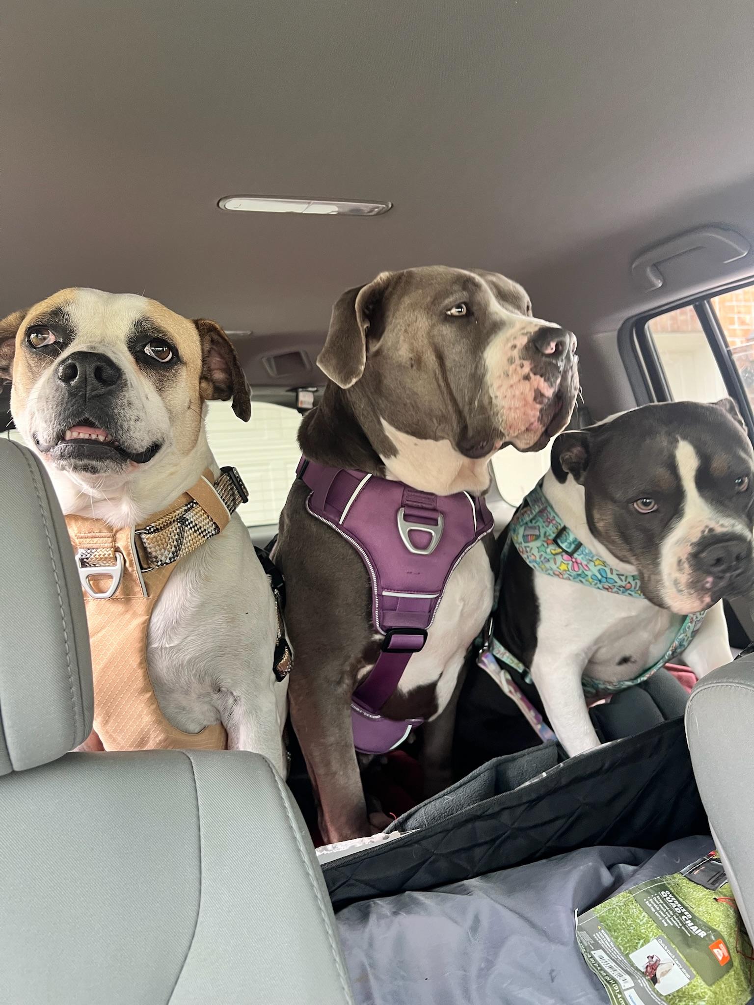 Saul Goodman, a Adoptable mixed breed in Cypress, TX image 5/6