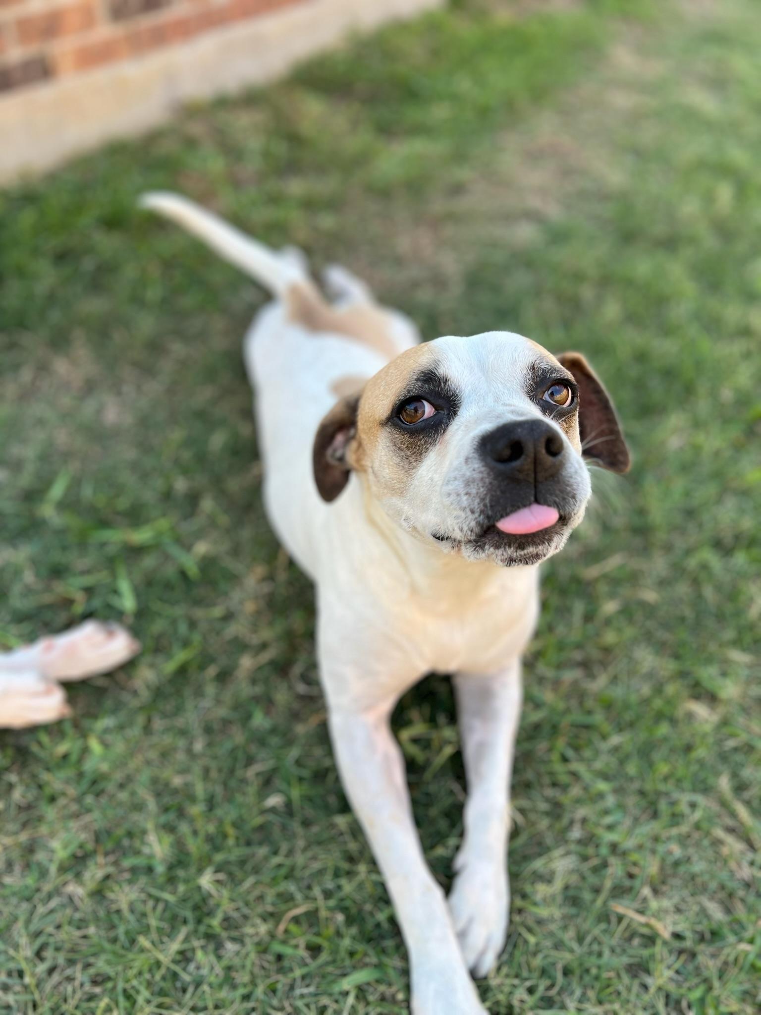 Saul Goodman, a Adoptable mixed breed in Cypress, TX image 6/6