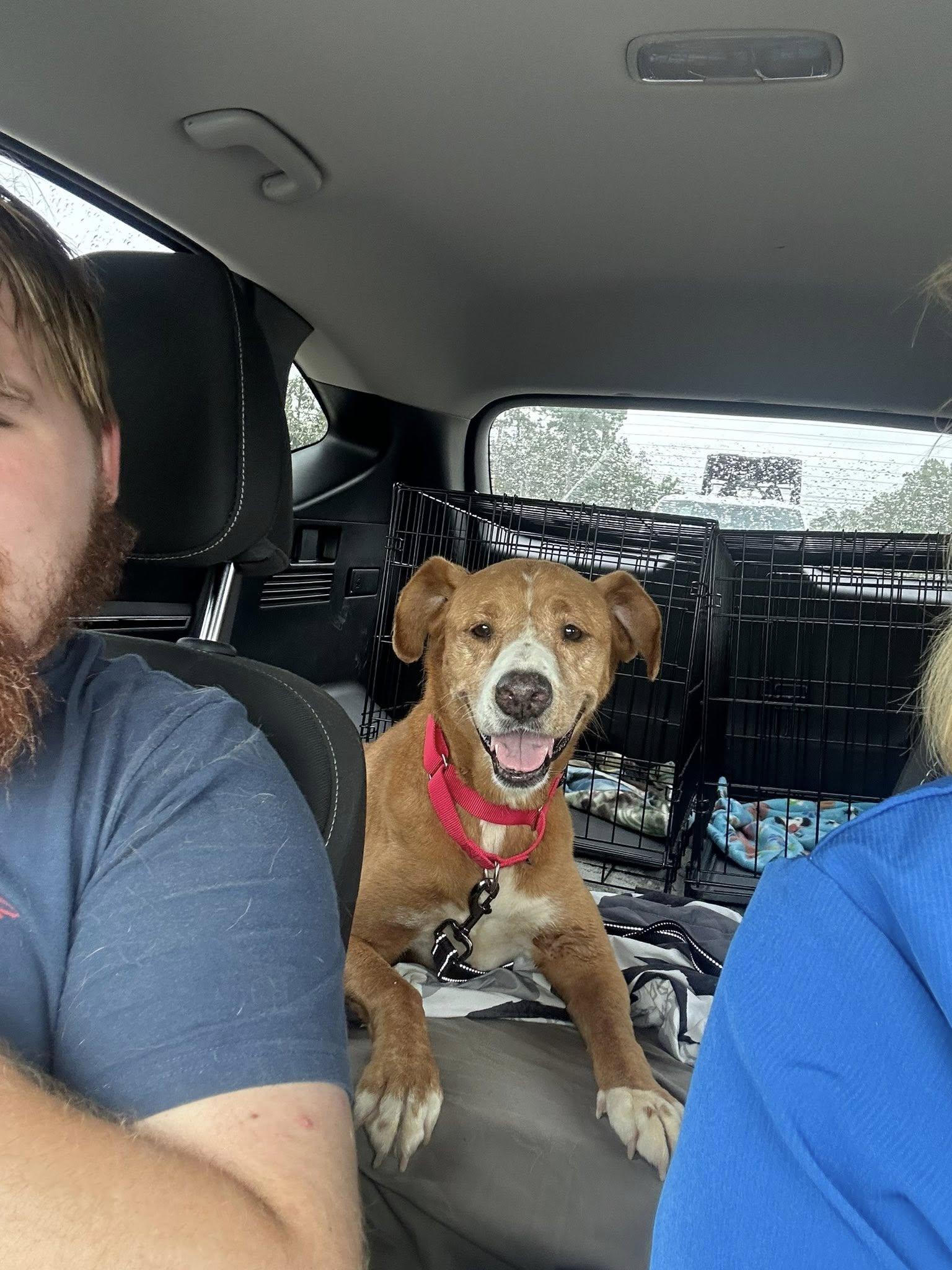 Enlarge Honey, a Adoptable mixed breed in Beloit, WI image 5/6