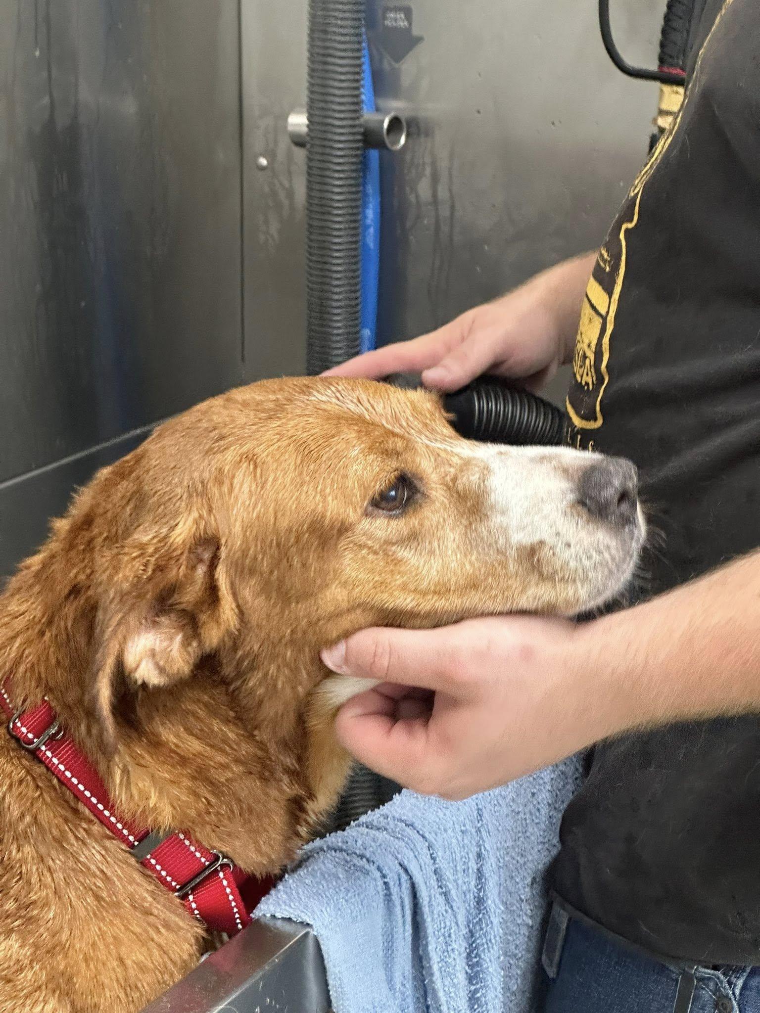 Enlarge Honey, a Adoptable mixed breed in Beloit, WI image 3/6