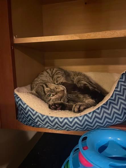 Daredevil, Adoptable, Adult Male Domestic Short Hair.