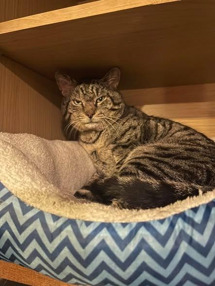 Enlarge Daredevil, a Adoptable mixed breed in Darien, GA image 2/2