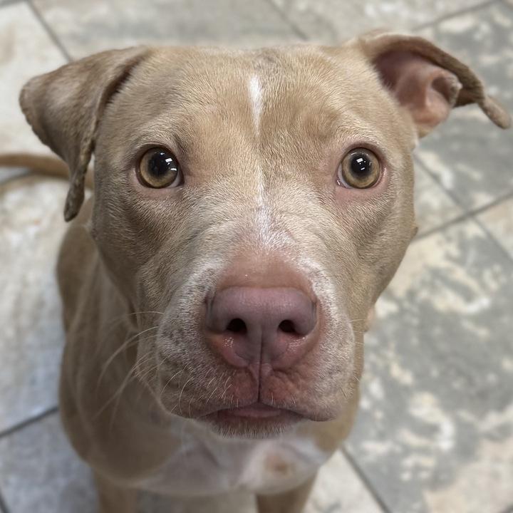 Liza, ADOPTABLE, Adult Female Terrier.