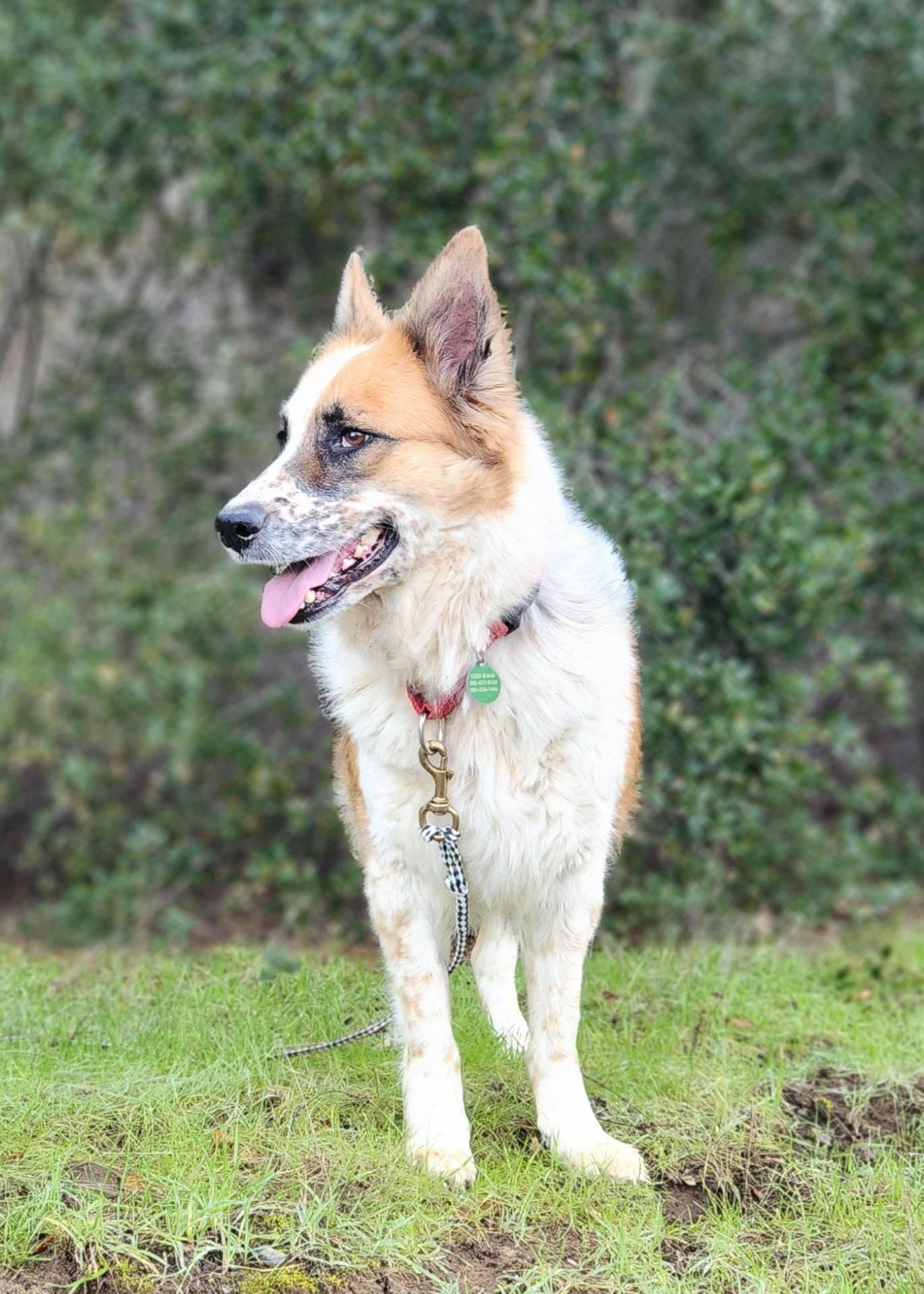 Chica, Adoptable, Adult Female Australian Shepherd.