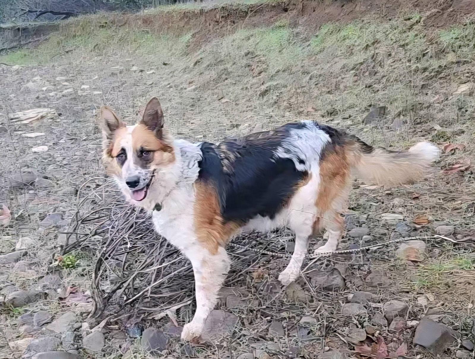 Enlarge Chica, a Adoptable Australian Shepherd in Paso Robles, CA image 2/3