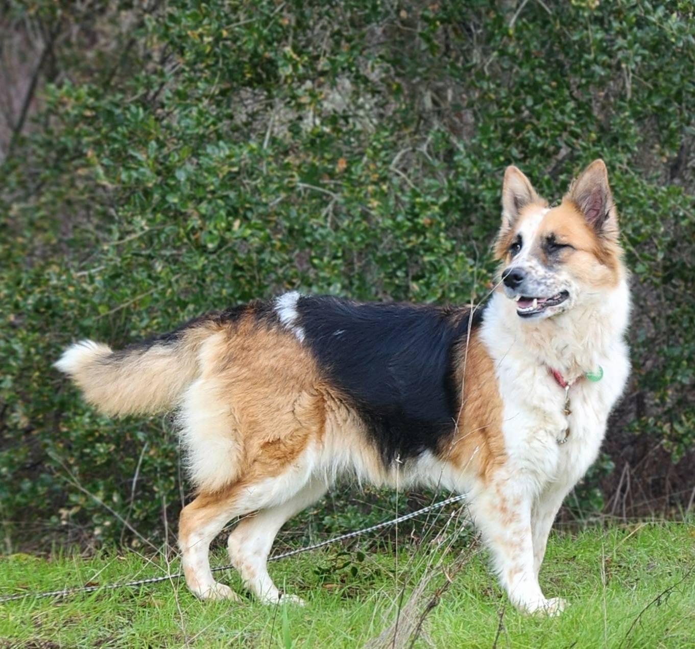 Enlarge Chica, a Adoptable Australian Shepherd in Paso Robles, CA image 3/3