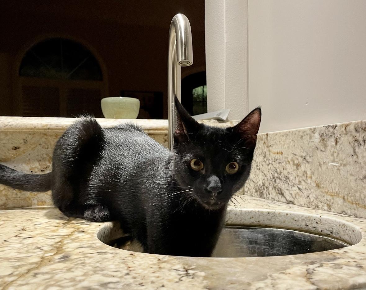 Oden - Feline Leukemia Positive 2