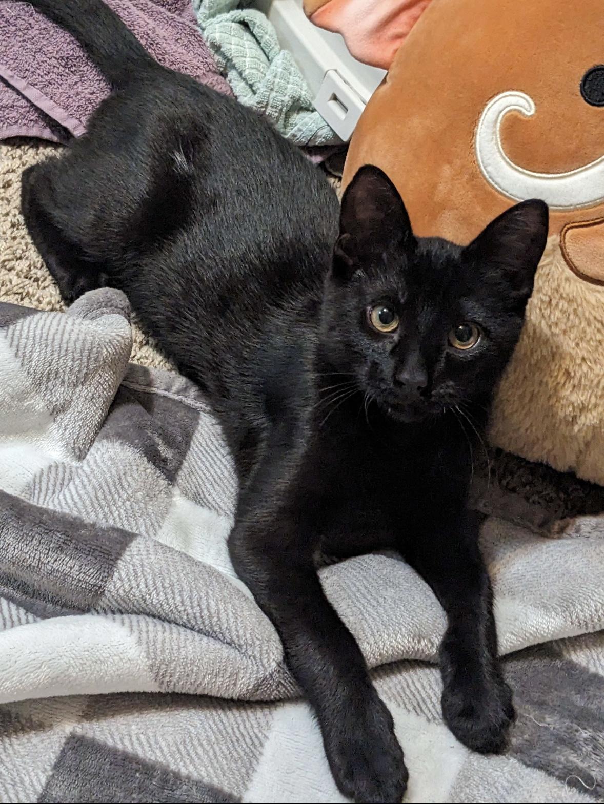 Oden - Feline Leukemia Positive 5