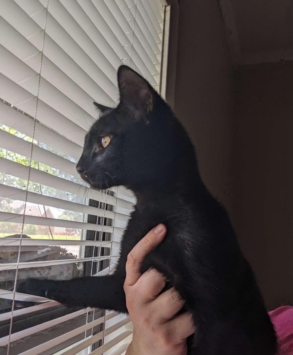 Oden - Feline Leukemia Positive 3