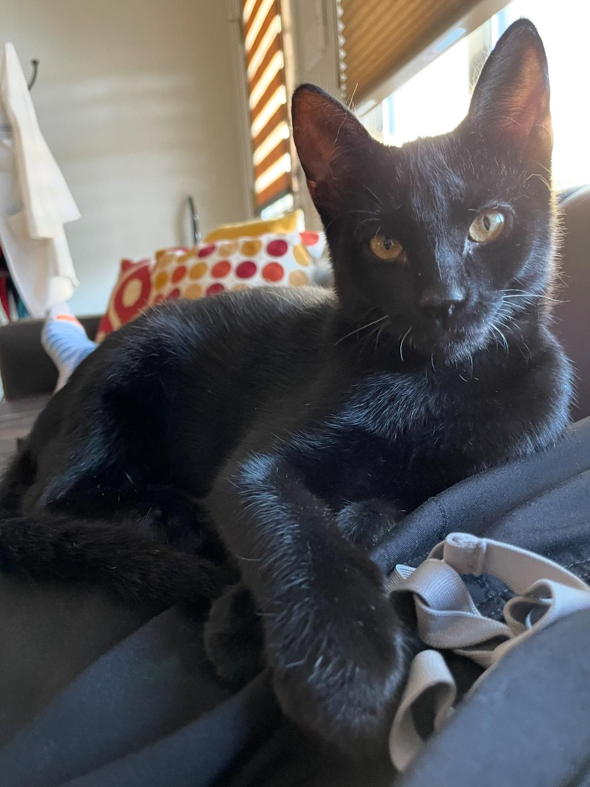 Oden - Feline Leukemia Positive Domestic Short Hair Cat