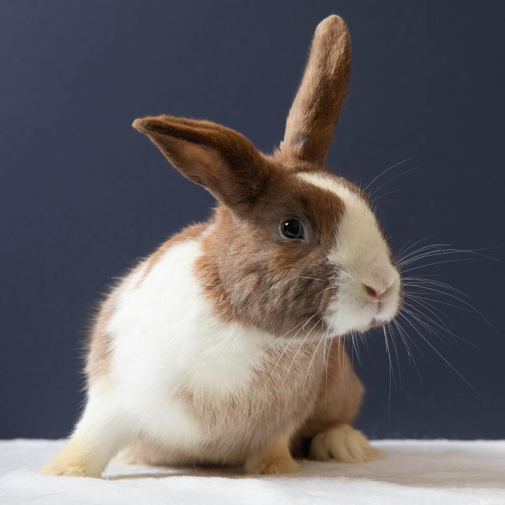 Gnocchi, Adoptable, Adult Male Dutch.