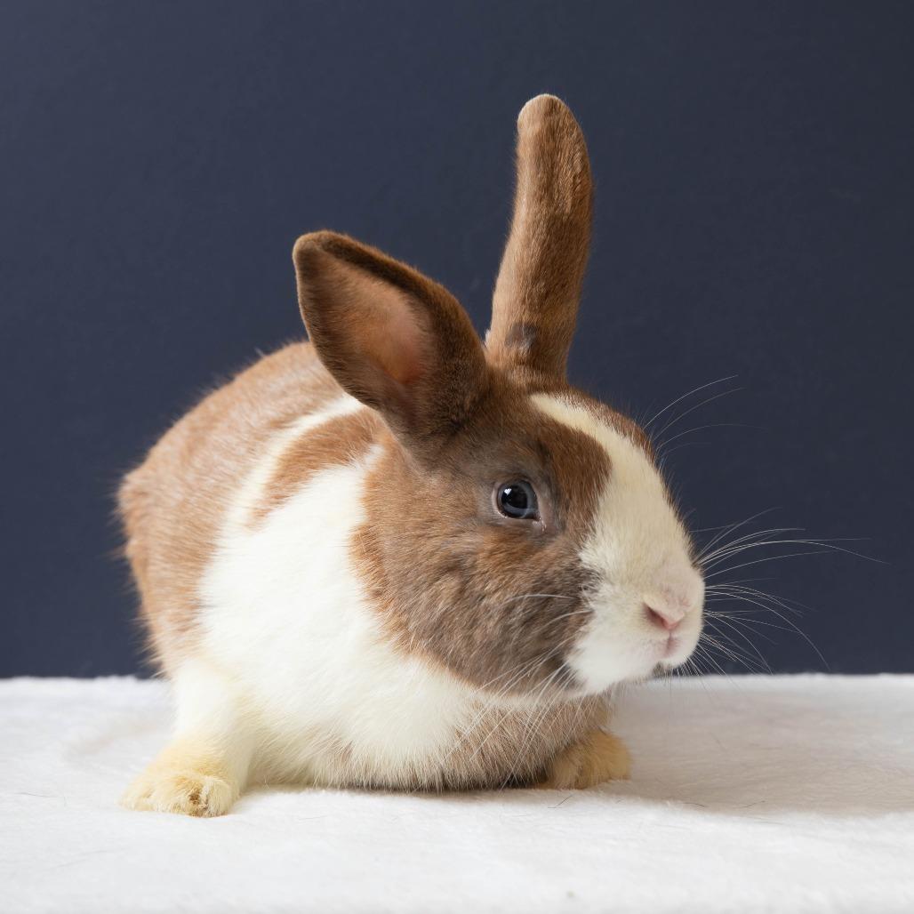 Enlarge Gnocchi, a Adoptable Dutch in Richmond, CA image 2/6