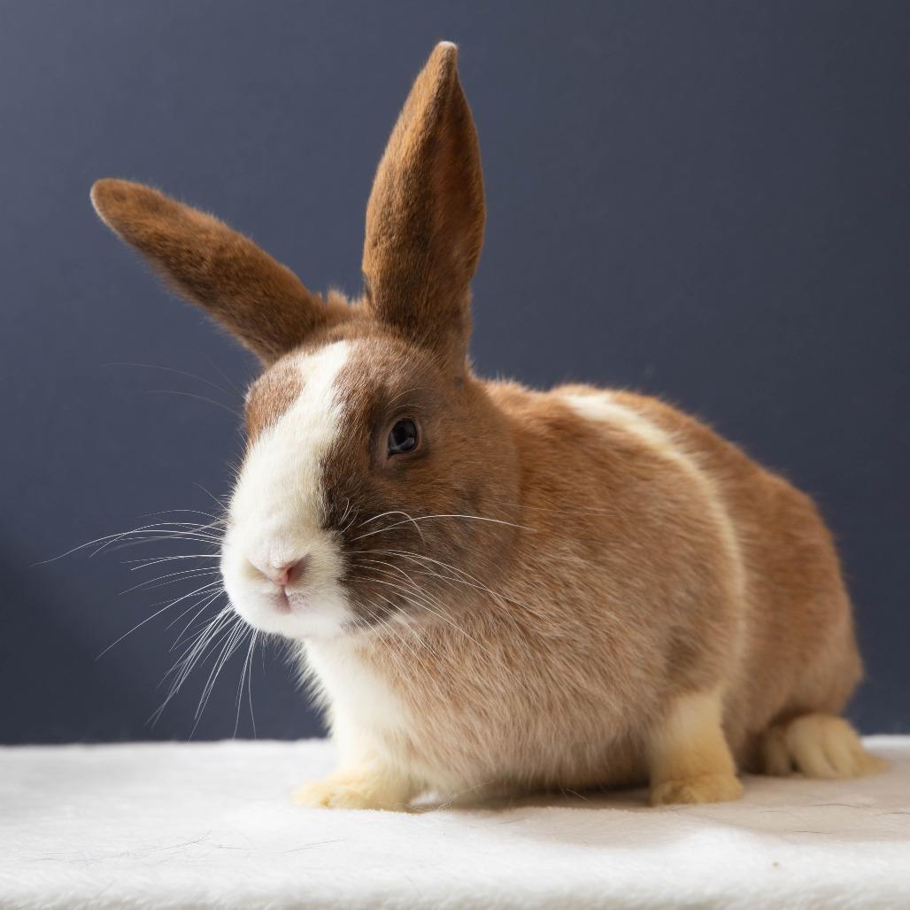 Enlarge Gnocchi, a Adoptable Dutch in Richmond, CA image 3/6