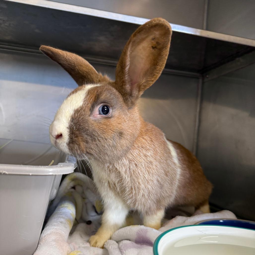Enlarge Gnocchi, a Adoptable Dutch in Richmond, CA image 4/6