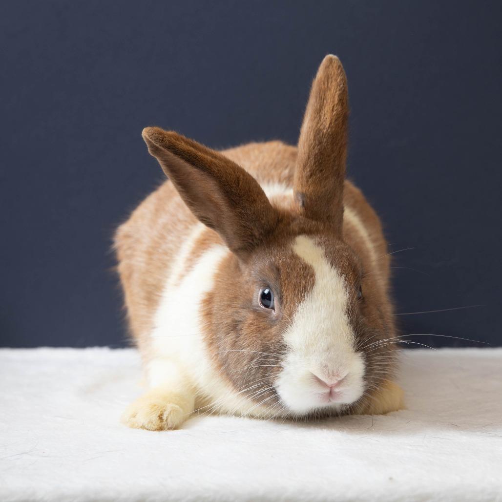 Enlarge Gnocchi, a Adoptable Dutch in Richmond, CA image 5/6