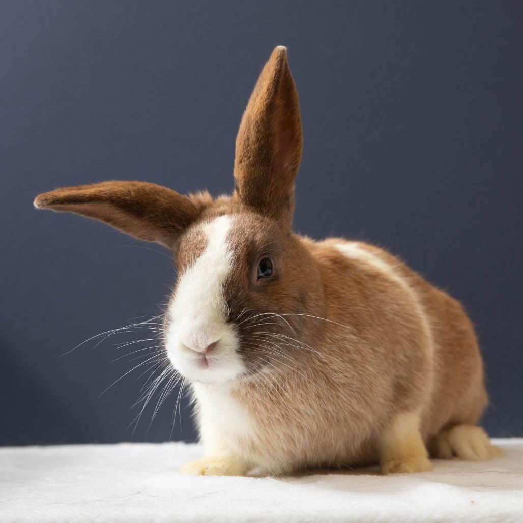 Enlarge Gnocchi, a Adoptable Dutch in Richmond, CA image 6/6