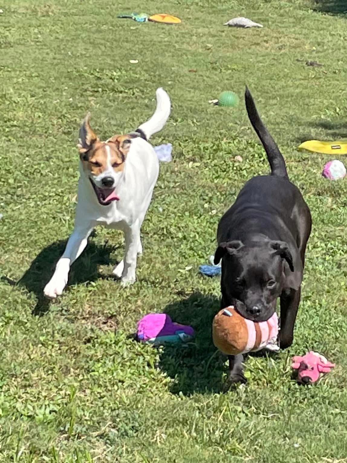 Lola — thumbnail 2