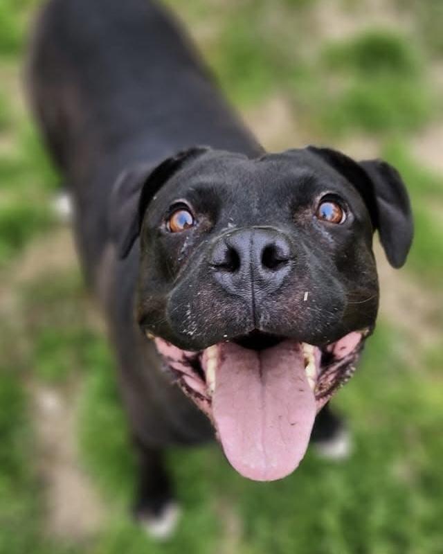 Lola — thumbnail 4