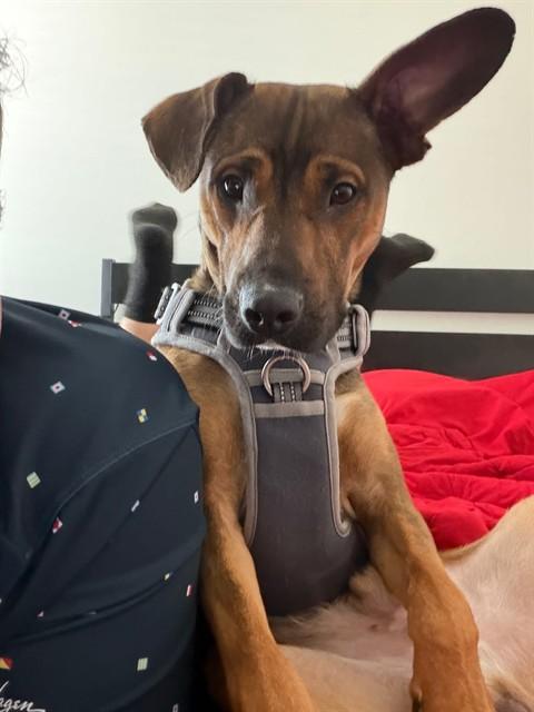 Enlarge DARYL, a Adoptable mixed breed in Fayetteville, NC image 1/1