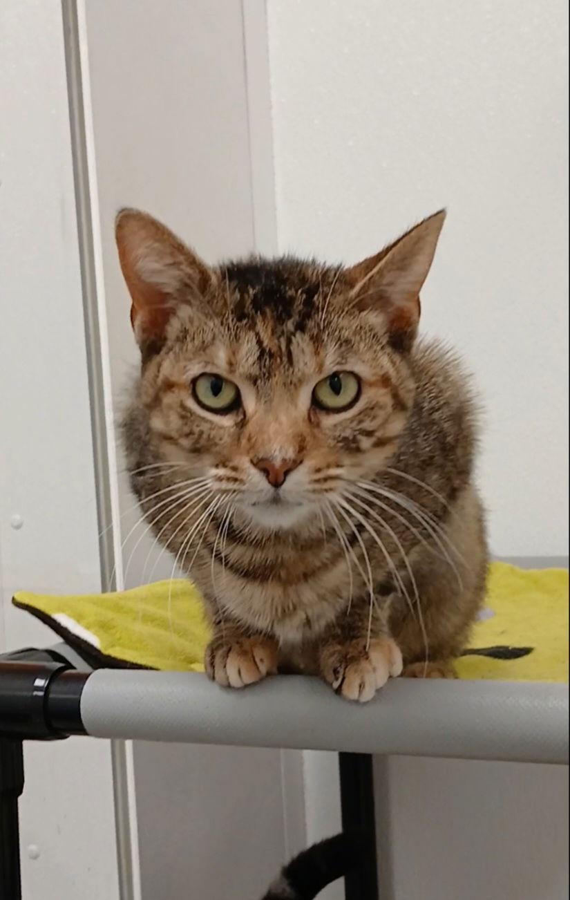 Enlarge Nessie, a Adoptable mixed breed in Bay City, MI image 1/2