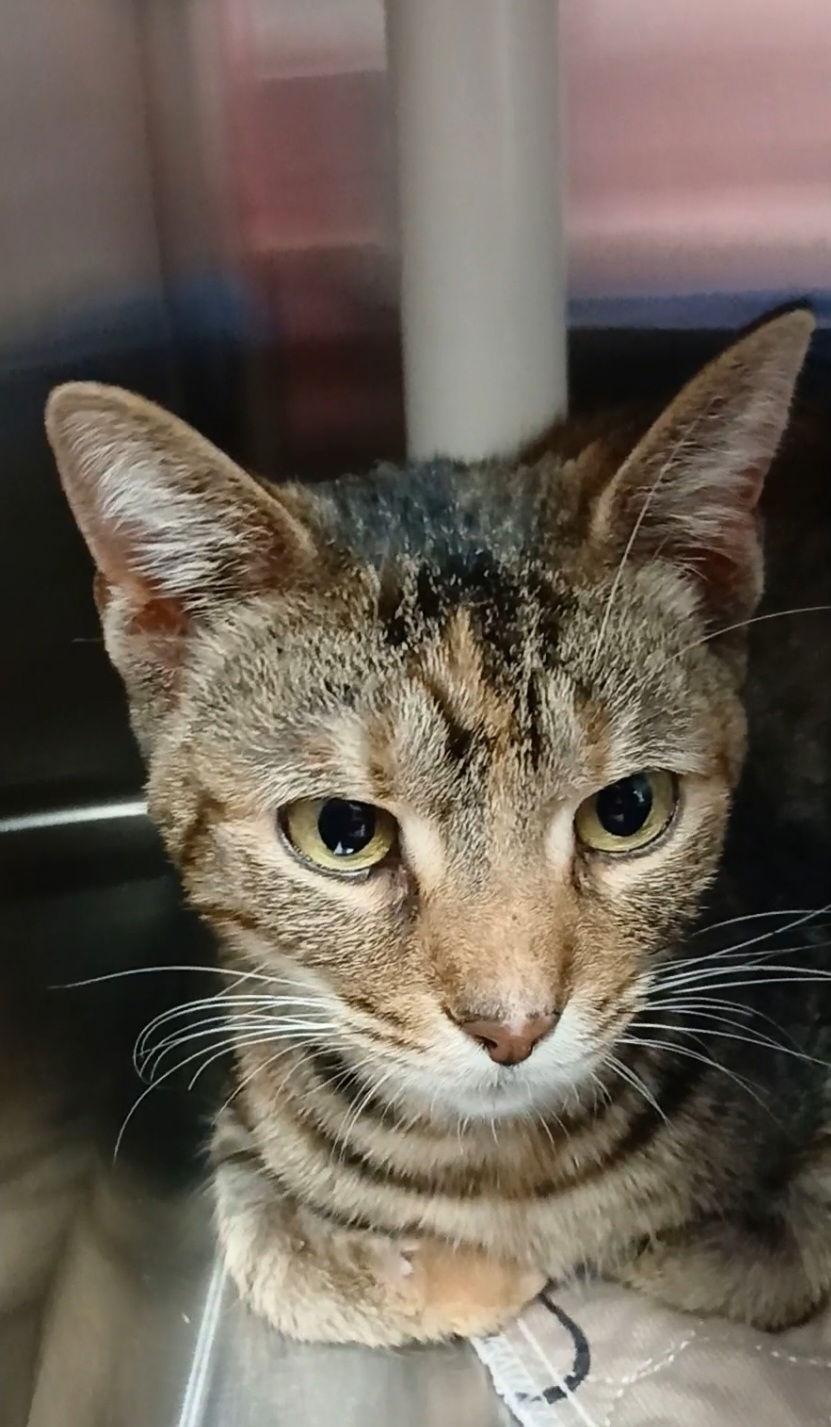 Enlarge Nessie, a Adoptable mixed breed in Bay City, MI image 2/2