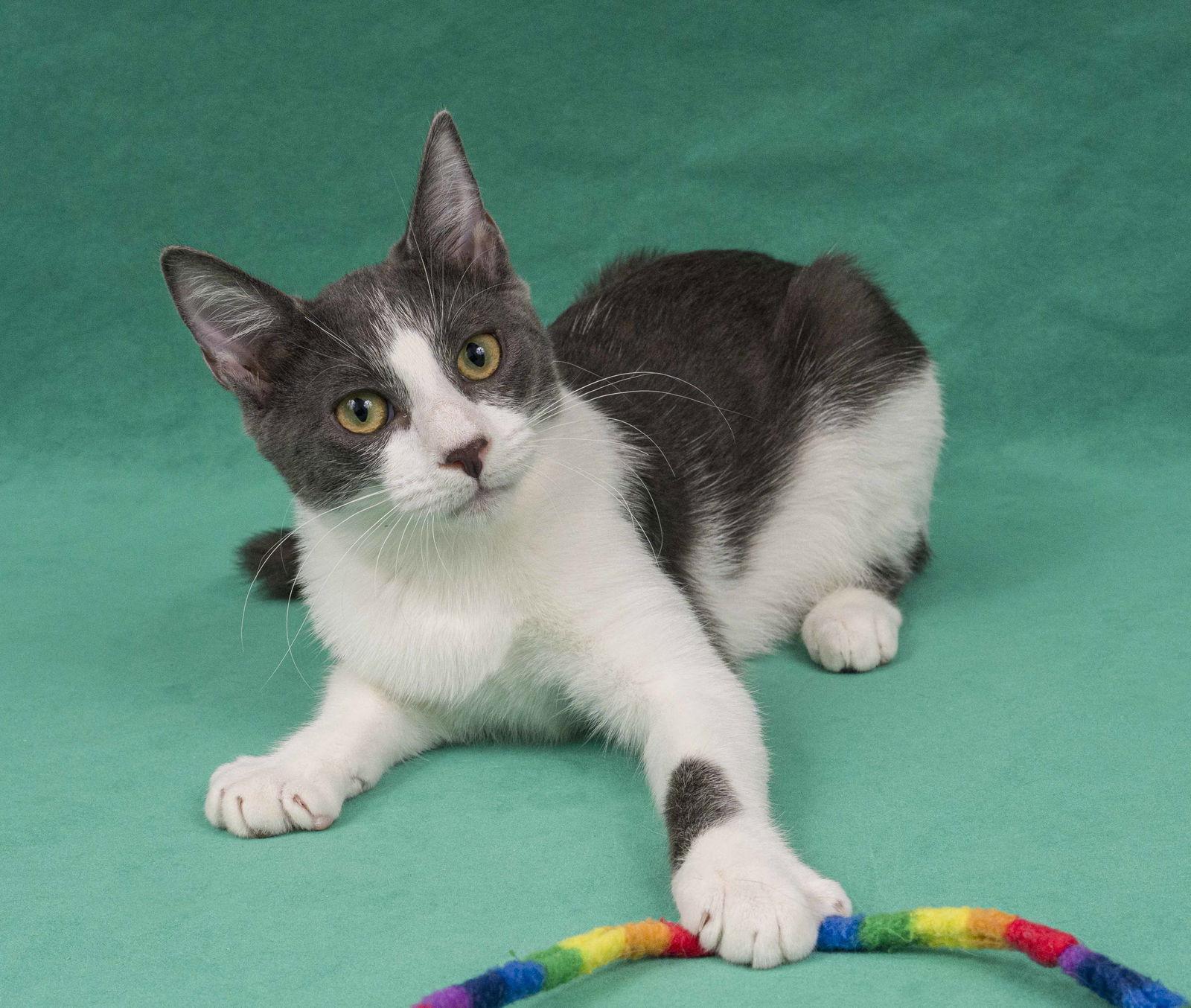 Enlarge Massa, a Adopted Domestic Short Hair in Davis, CA image 1/3