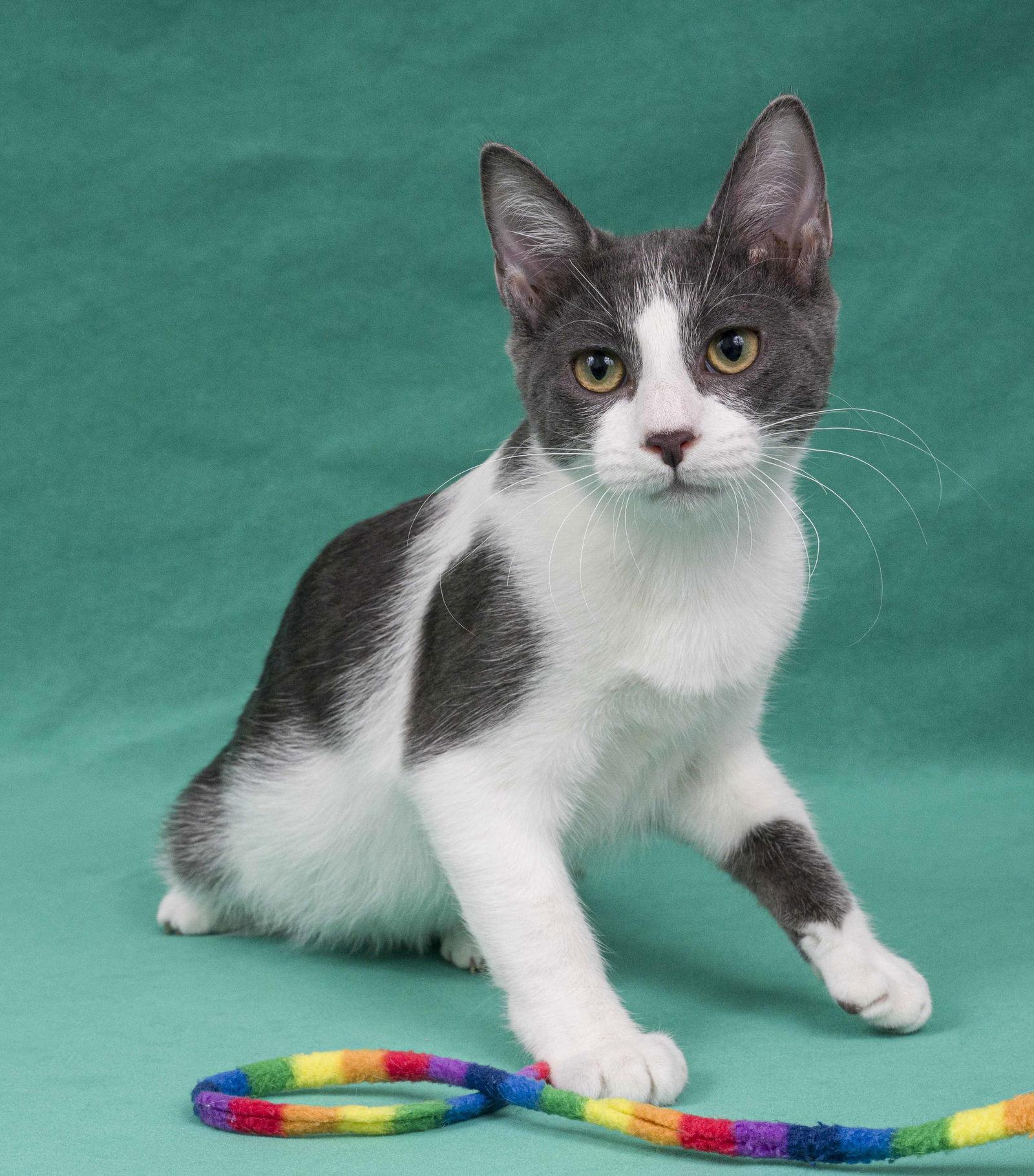 Enlarge Massa, a Adopted Domestic Short Hair in Davis, CA image 2/3