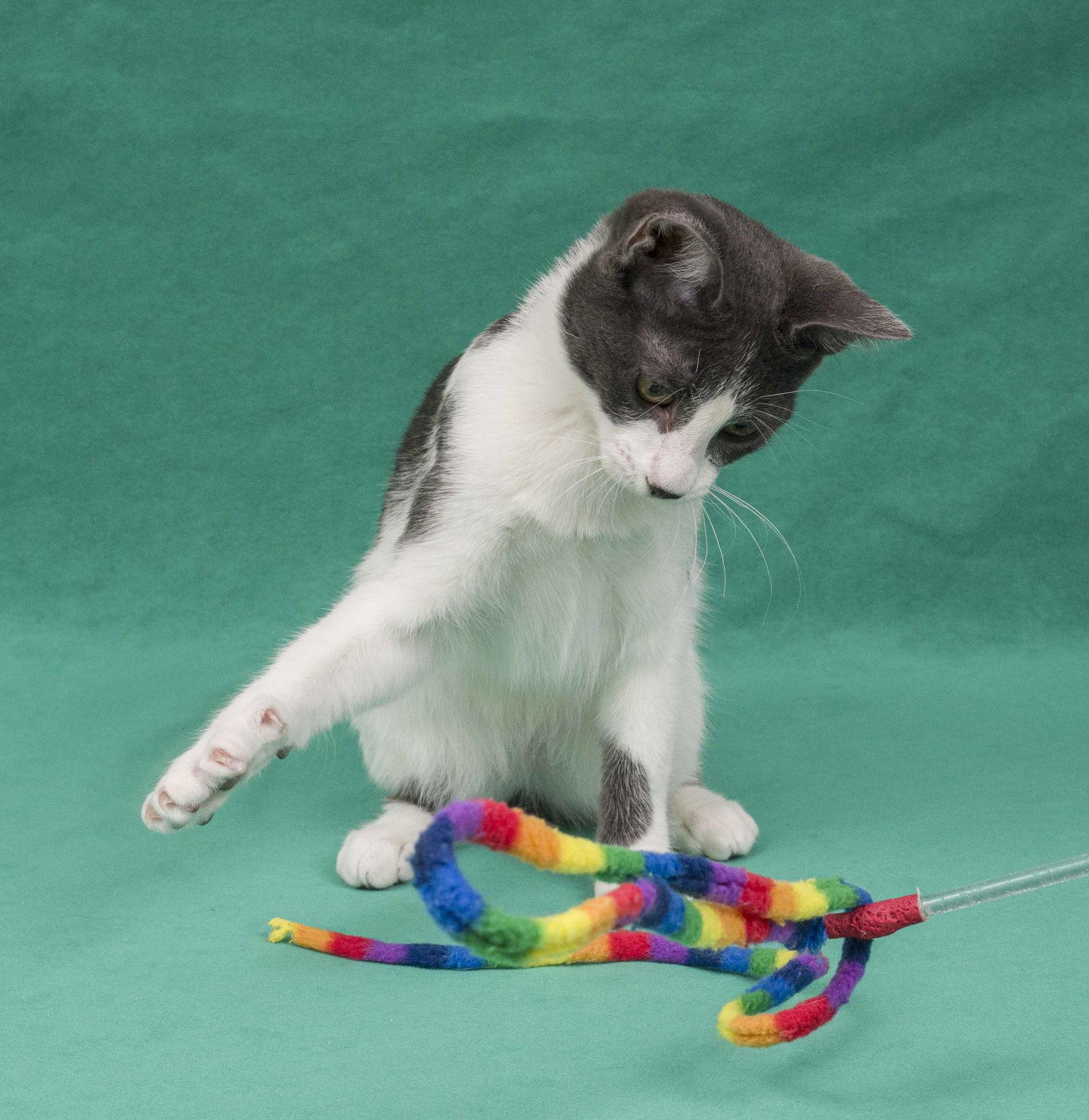 Enlarge Massa, a Adopted Domestic Short Hair in Davis, CA image 3/3