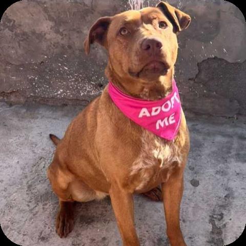 Enlarge Canela, a Adoptable mixed breed in San Diego, CA image 2/3