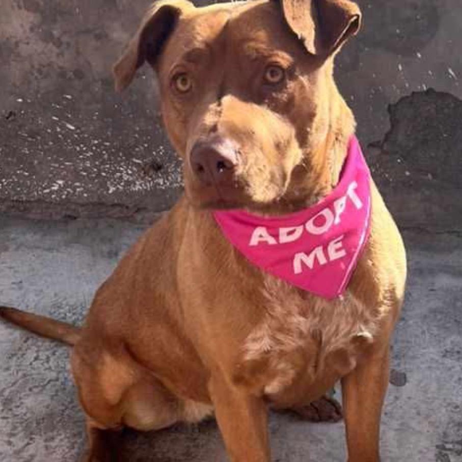 Enlarge Canela, a Adoptable mixed breed in San Diego, CA image 3/3