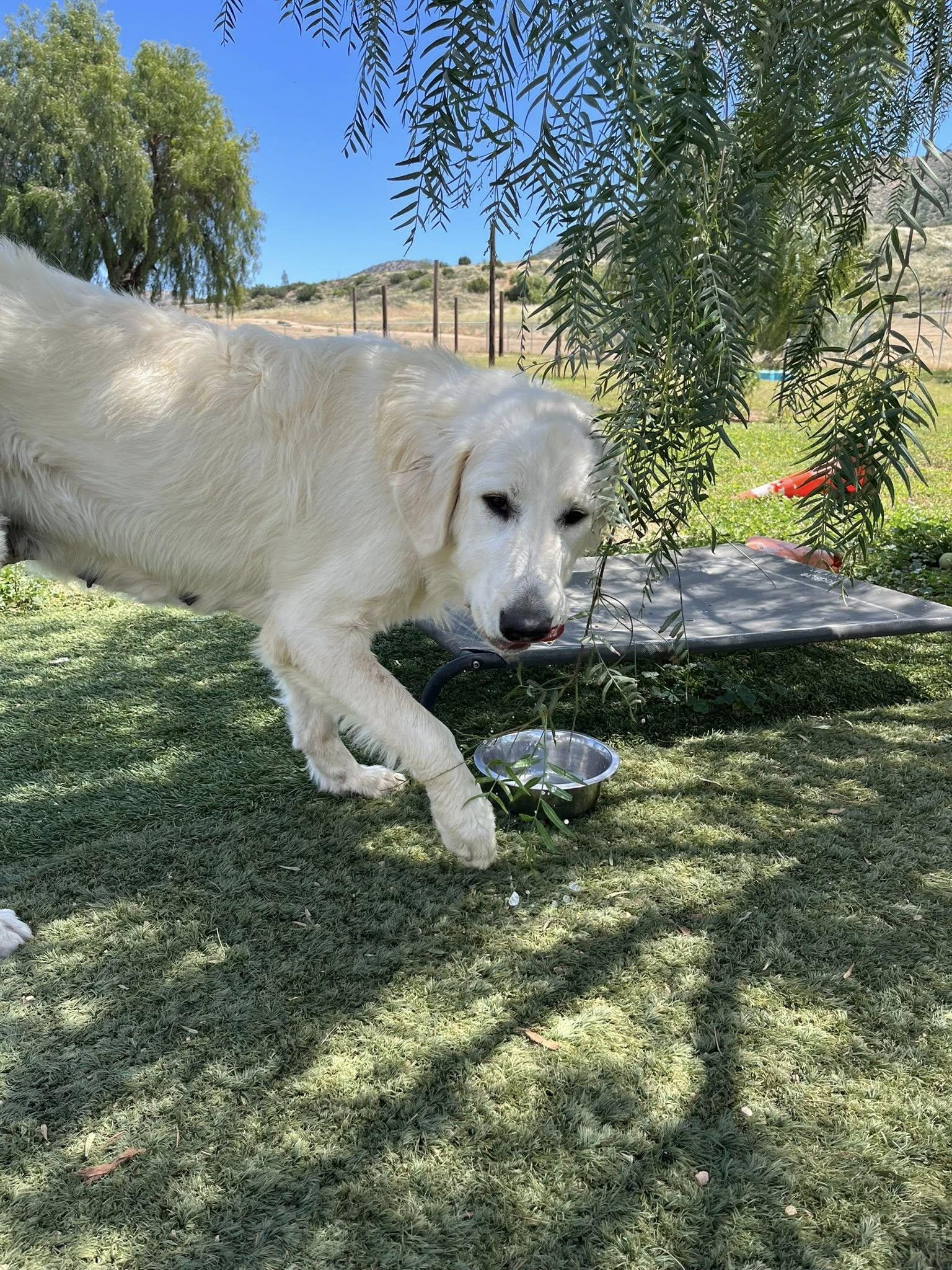 Enlarge Nieve, a ADOPTABLE Great Pyrenees in Agua Dulce, CA image 5/5
