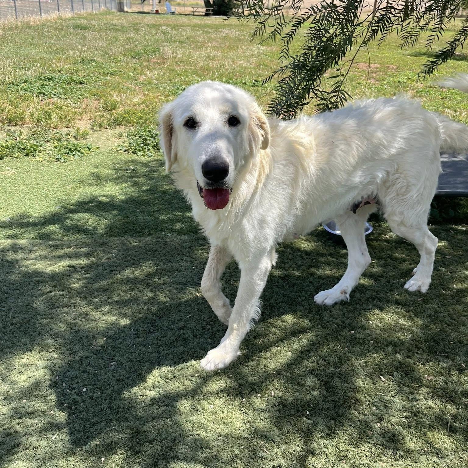 Enlarge Nieve, a ADOPTABLE Great Pyrenees in Agua Dulce, CA image 1/5