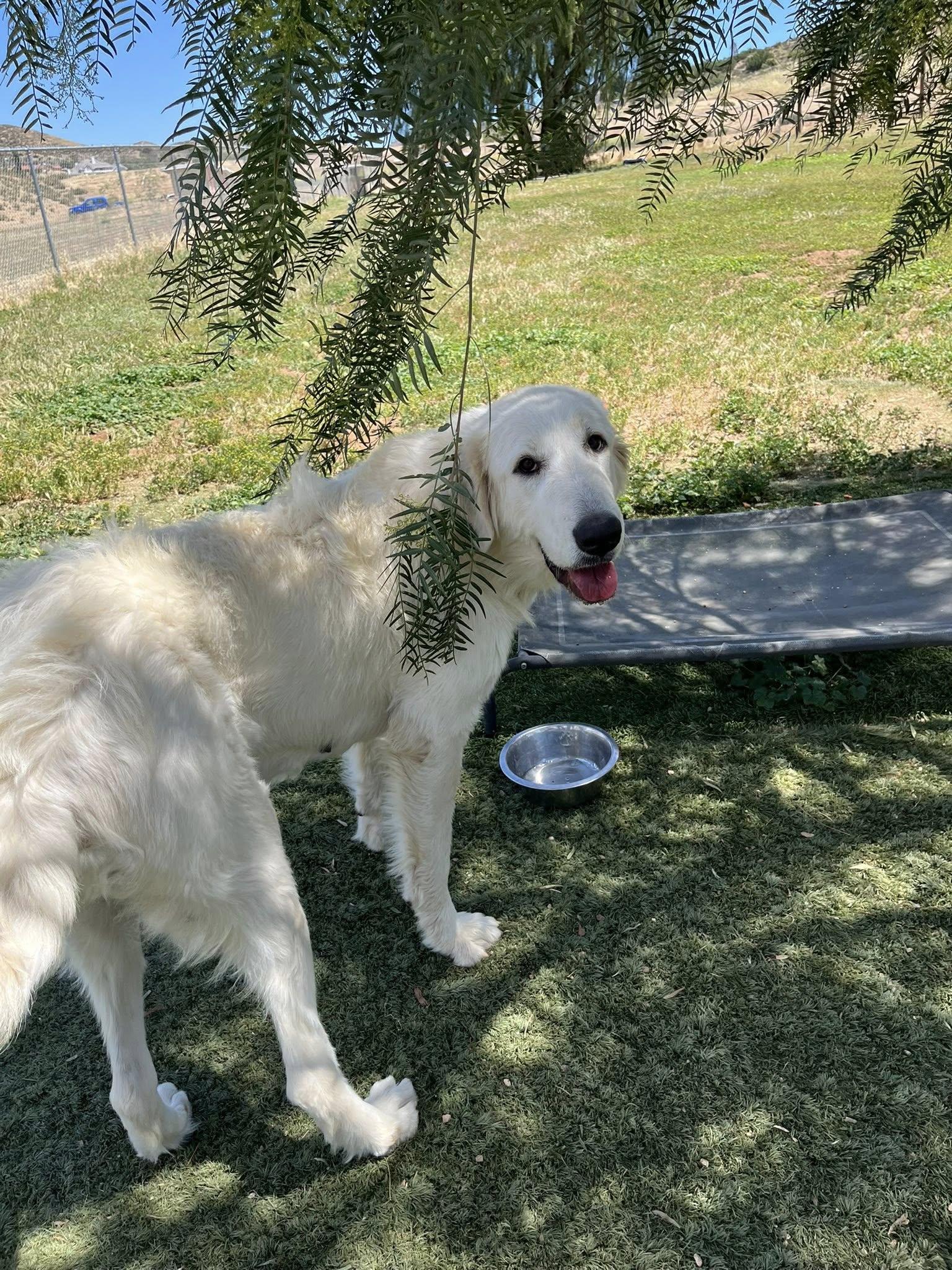 Enlarge Nieve, a ADOPTABLE Great Pyrenees in Agua Dulce, CA image 4/5