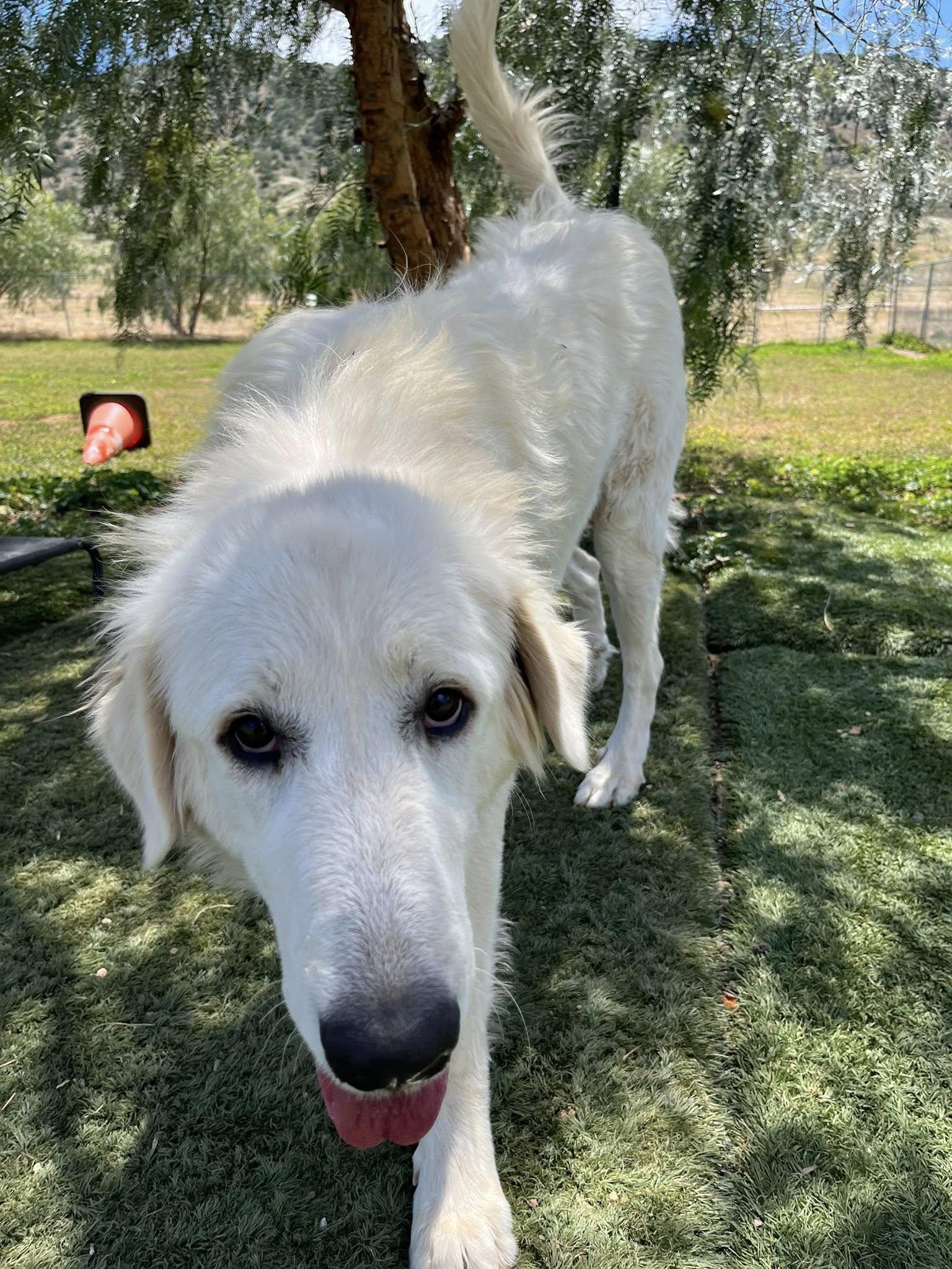 Enlarge Nieve, a ADOPTABLE Great Pyrenees in Agua Dulce, CA image 2/5