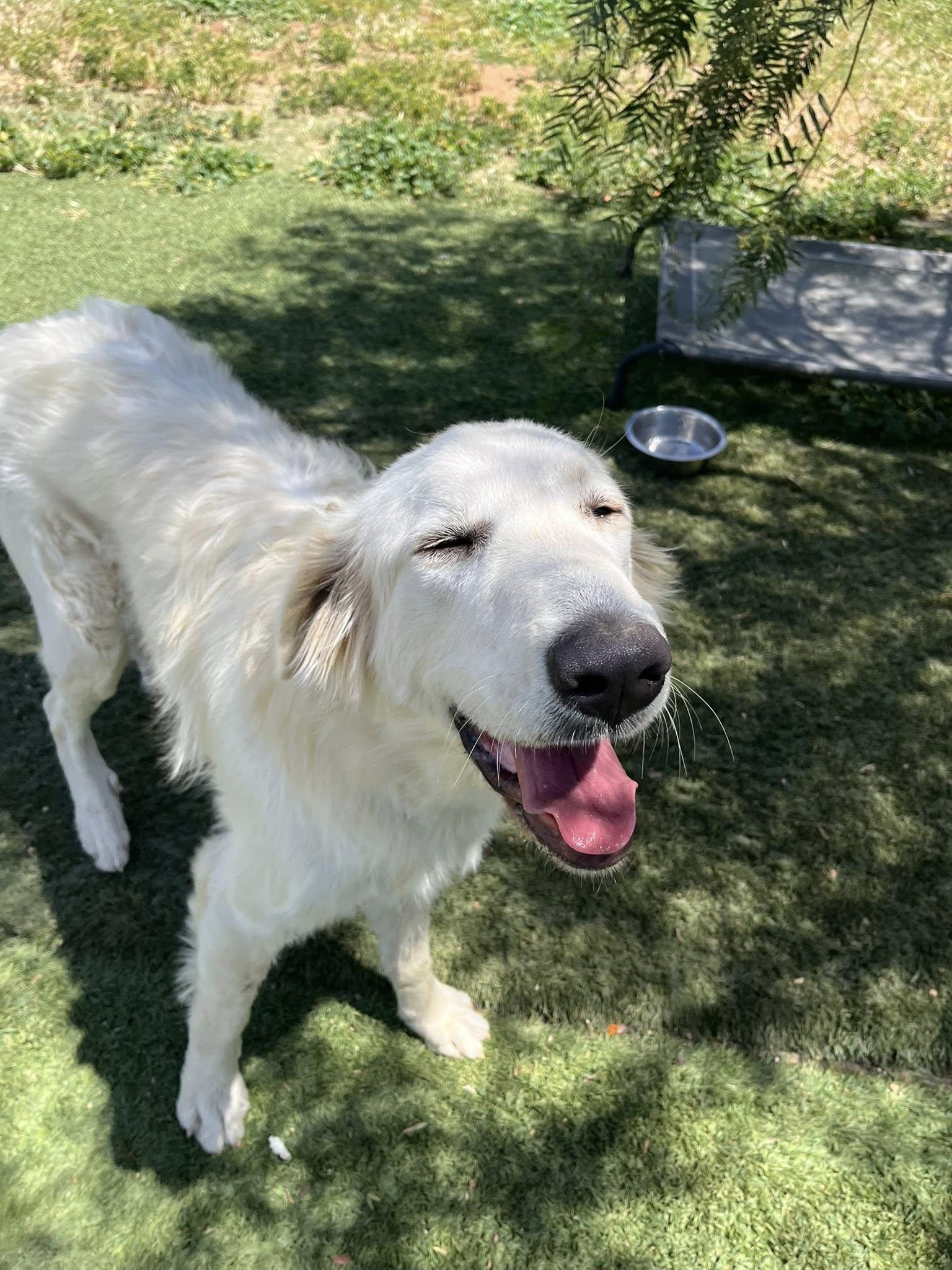 Enlarge Nieve, a ADOPTABLE Great Pyrenees in Agua Dulce, CA image 3/5