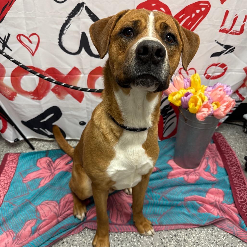 Enlarge Dustin Henderson, a Adoptable Mixed Breed in Henderson, NV image 1/3