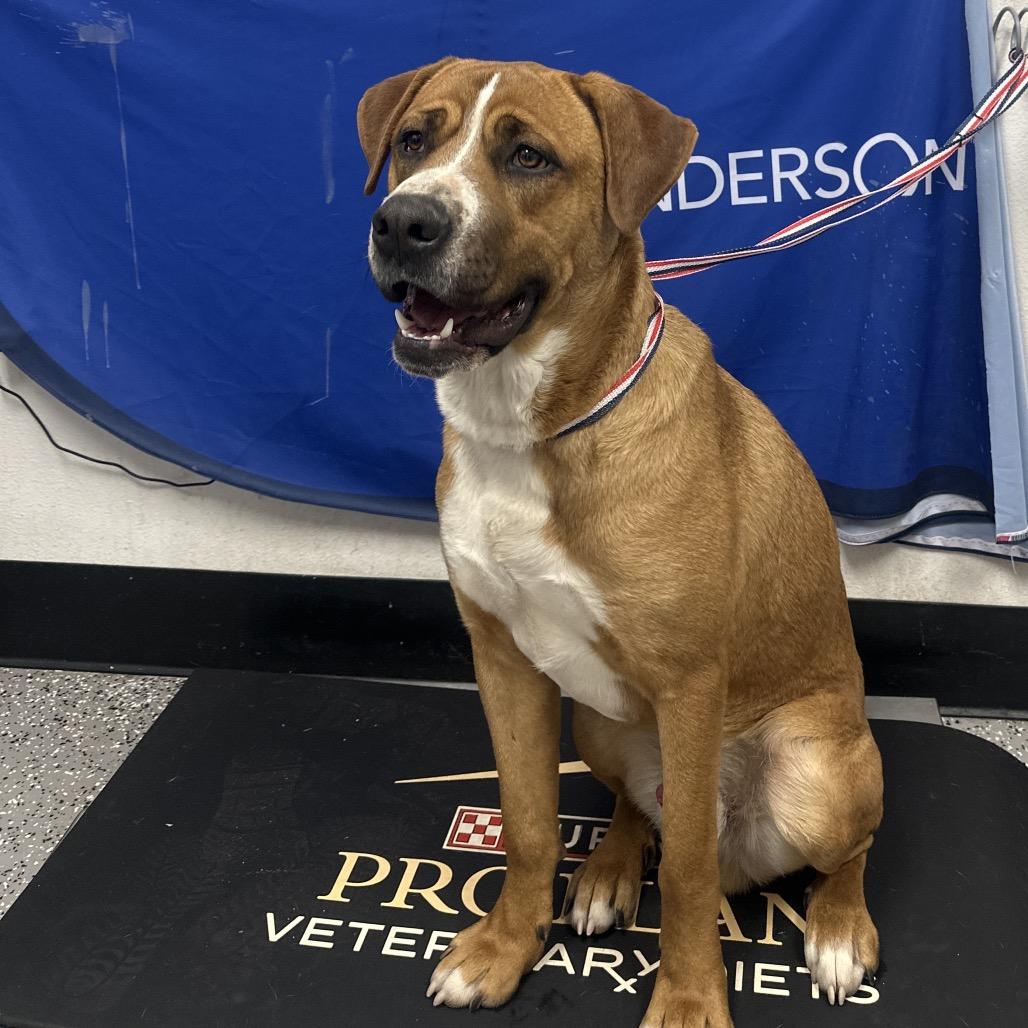 Enlarge Dustin Henderson, a Adoptable Mixed Breed in Henderson, NV image 2/3