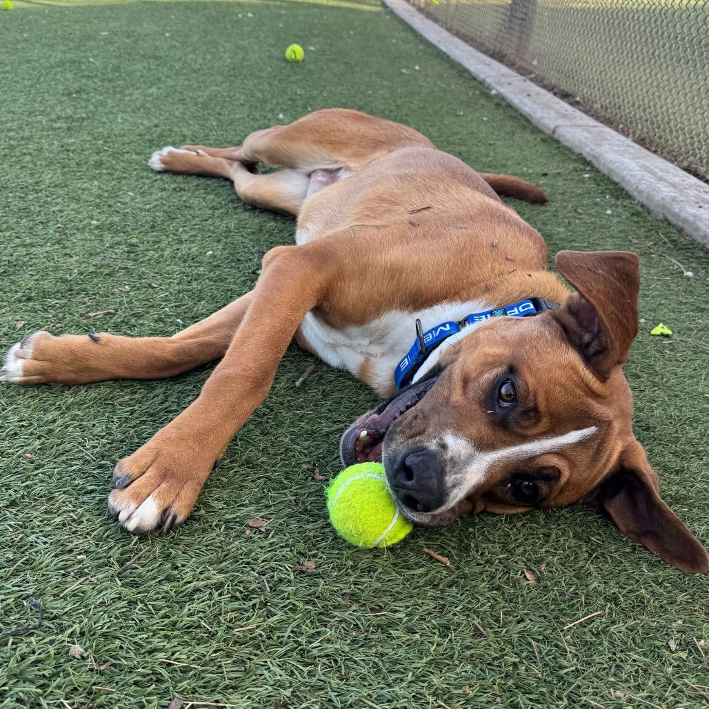 Enlarge Dustin Henderson, a Adoptable Mixed Breed in Henderson, NV image 3/3