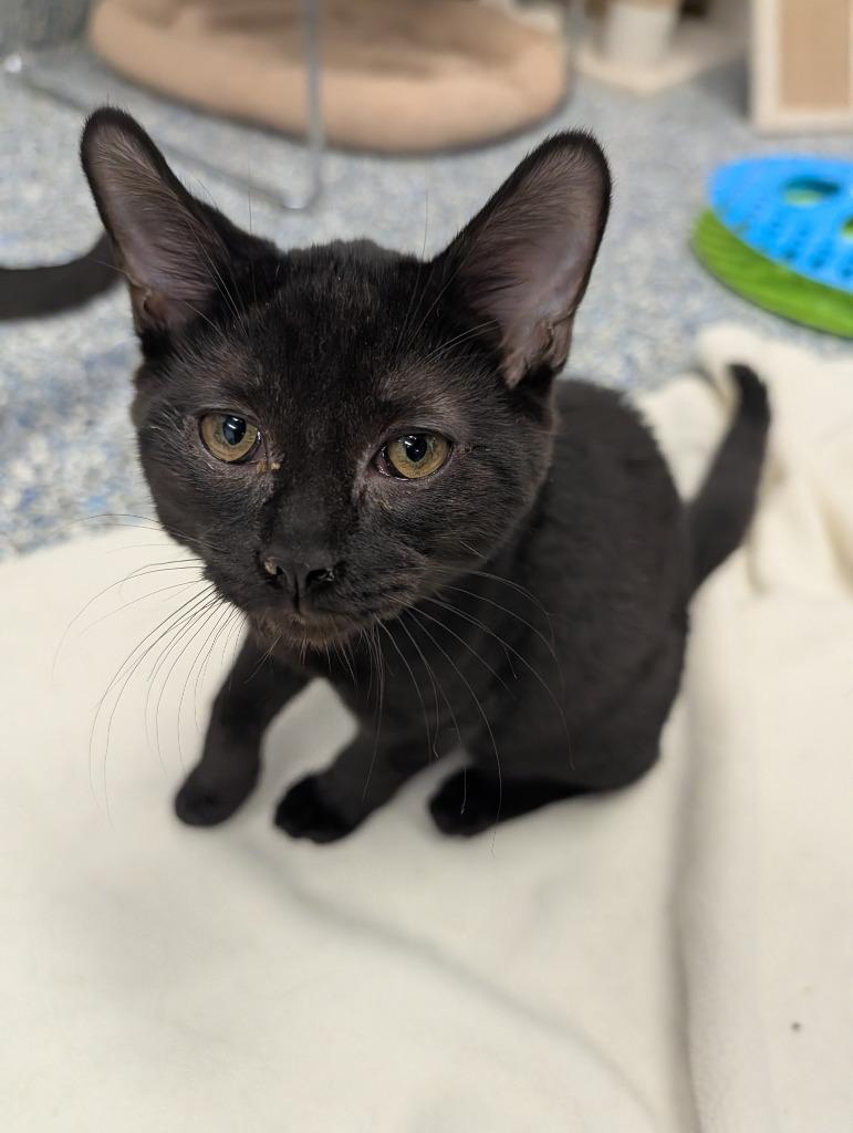 Enlarge Raven, a Adoptable mixed breed in Angola, IN image 2/2